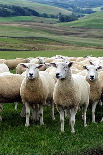 farm images